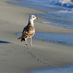 young od yellow-legged gull on coast of Mediterranean Sea
