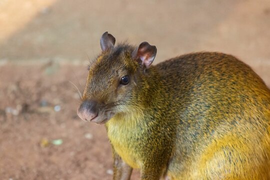 Closeup of Central American agouti in the zoo on blur background