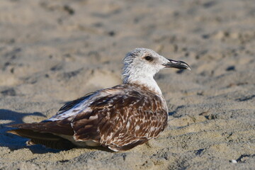young od yellow-legged gull sitting in sand