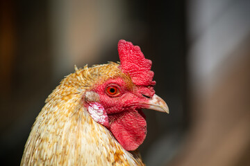 A Cock Rooster Chicken looking at the Head with the Eyes and Comb Clearly Visible