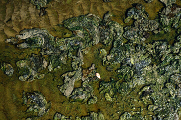 green Dirty Sludge flowing in a shallow river into the ocean, algae growing on the surface and...
