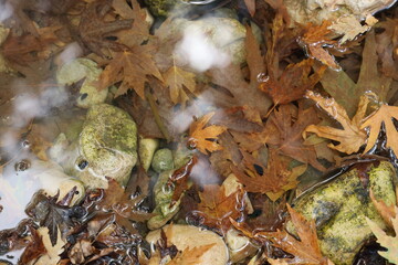 leaves and stones in the water