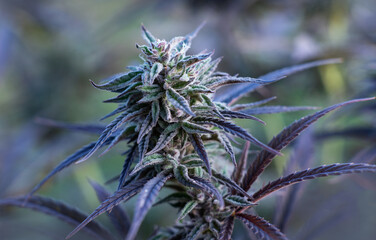 marijuana bud beautiful plant cannabis