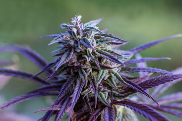 purple marijuana plant bud