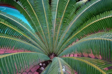 Türaufkleber Beautiful top view of a palm tree brood boom cycad tree, showing the beautiful patterns and textures formed in nature. Taken in overcast weather in Durban of South Africa © Phillip