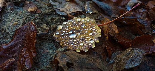 Populus tremula (Aspen) fallen autumn leaf on the ground with rain drops on it