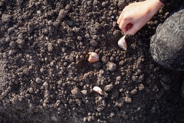 children's hands plant cloves of garlic in the ground in autumn