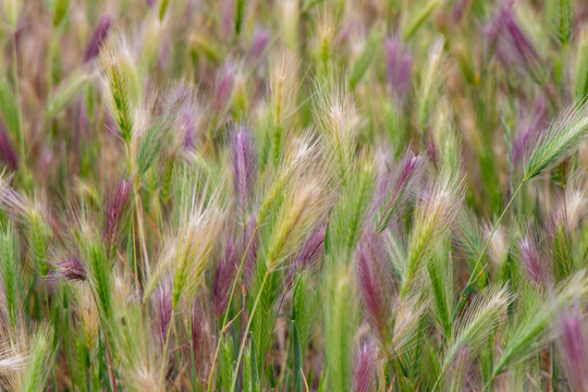 Beautiful picture of Hordeum jubatum. Common names are foxtail barley, bobtail barley,squirreltail barley, and intermediate barley. It is a perennial plant species in the grass family Poaceae.
