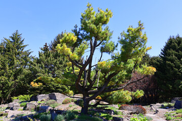 Spring landscape Montreal Quebec province Canada