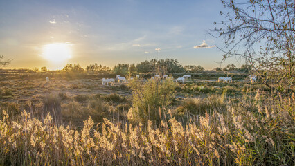 Chevaux blancs de Camargue dans la prairie d'une manade en Camargue dans le Sud de la France au coucher de soleil avec des plumeaux de roseau au premier plan - obrazy, fototapety, plakaty