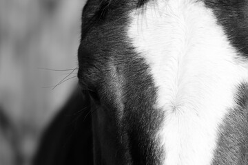 Closeup of blaze face horse in black and white