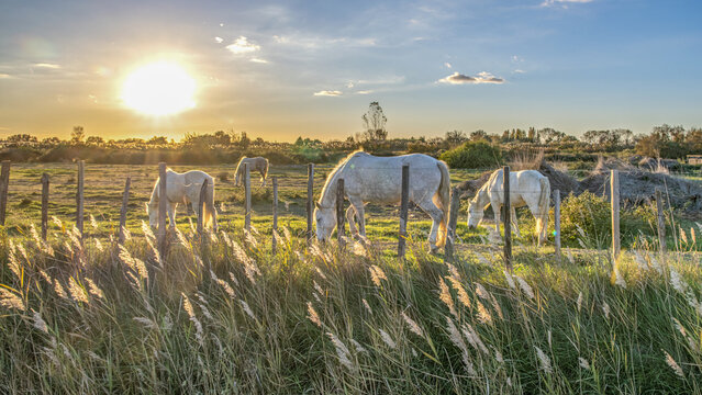 Chevaux blancs de Camargue dans la prairie d'une manade en Camargue dans le Sud de la France au coucher de soleil avec des plumeaux de roseau au premier plan