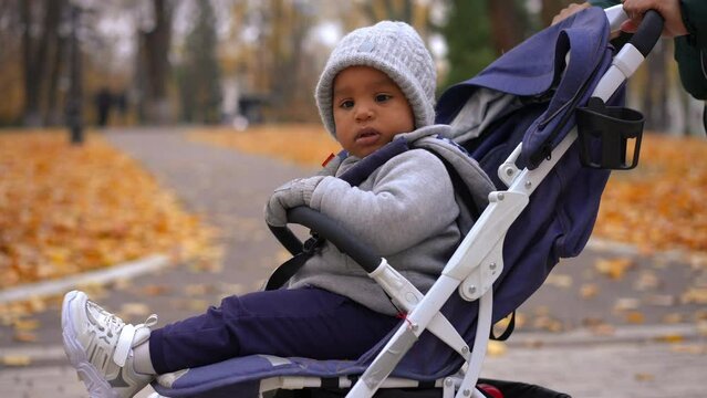Live camera panning around baby stroller with curios African American little boy looking around. Unrecognizable mother pushing baby carriage with toddler son walking along park alley on autumn day