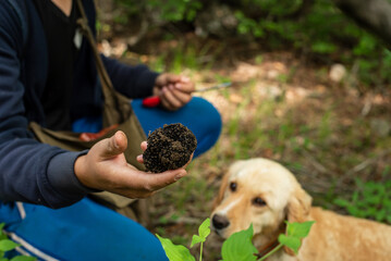 Man holding big mushroom black truffle (TUBER AESTIVUM) in front of dog cocker spaniel in forest.