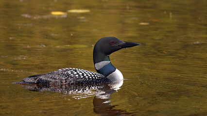 Common Loon