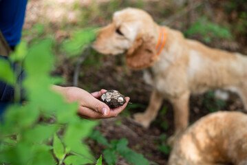 Man holding big mushroom black truffle (TUBER AESTIVUM) in front of dog cocker spaniel. Truffle hunter in the forest.