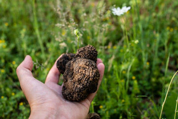 Man holding big mushroom black truffle (TUBER AESTIVUM) in front of dog cocker spaniel. Truffle hunter in the forest.