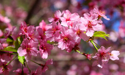 Obraz premium Bergenia crassifolia flower is a plant species in the genus Bergenia. Common names for the species include heart-leaved bergenia, heartleaf bergenia,