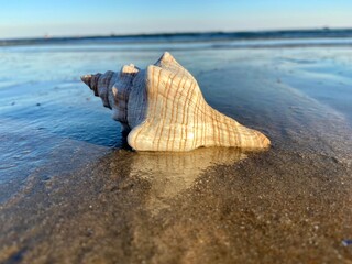 shell on beach at low tide seashell ocean waves background sky and sand 