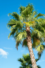 palm trees against a blue sky with clouds