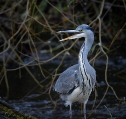 grey heron at waterside