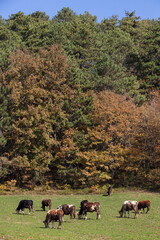 forest area and herd of goats, cows