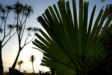 Early morning sunrise over the Indian ocean with cactus quiver tree silhouette with a very jungle...