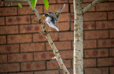 Australian Noisy Miner (Manorina melanocephala)
