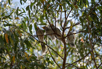 Australian Noisy Miner (Manorina melanocephala)