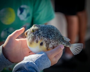 Southern puffer fish in the hands of a person