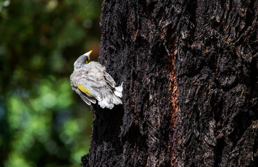 Australian Noisy Miner (Manorina melanocephala)
