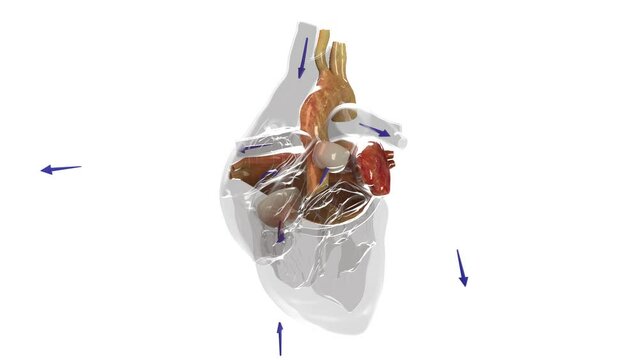 Shows the blood flow direction through the heart, red is oxygenated blood, blue is deoxygenated blood