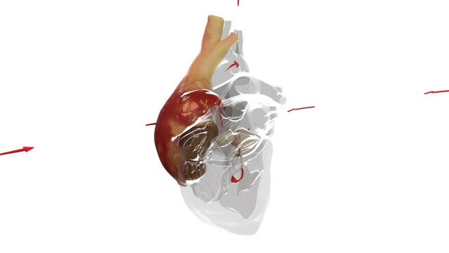 Shows the blood flow direction through the heart, red is oxygenated blood, blue is deoxygenated blood