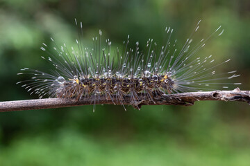 a caterpillar with long hair