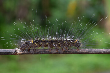 a caterpillar with long hair