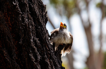 Australian Noisy Miner (Manorina melanocephala)