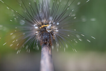 a caterpillar with long hair