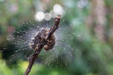 a caterpillar with long hair