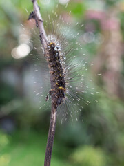 a caterpillar with long hair
