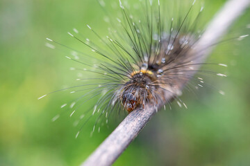 a caterpillar with long hair