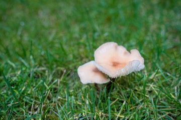 white mushrooms in the grass.Selective focus, blurred background, copy space