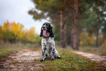 Charming black and white hunting dog breed Russian Spaniel sits in the autumn forest. Soft focus....
