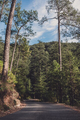 Empty road in the Forest - Pine trees in the forest - Blue sky in the Background - Picturesque view of Forest Landscape