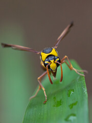 Delta unguiculatum is a species of pottery wasp from Europe