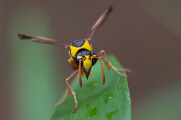 Delta unguiculatum is a species of pottery wasp from Europe