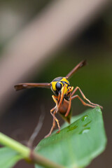 Delta unguiculatum is a species of pottery wasp from Europe