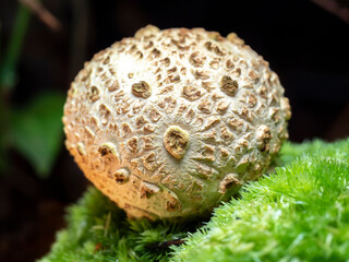 selective focus of an earth ball (Scleroderma citrinum) on a forest floor with blurred background