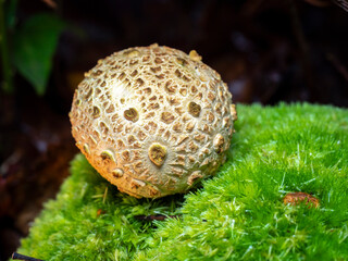 selective focus of an earth ball (Scleroderma citrinum) on a forest floor with blurred background