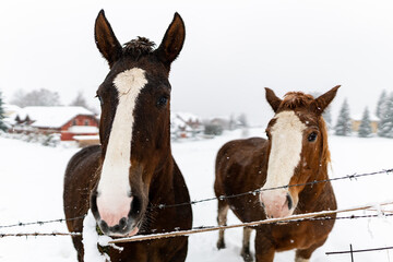 Fototapeta na wymiar Portrait of horse in winter season with snow