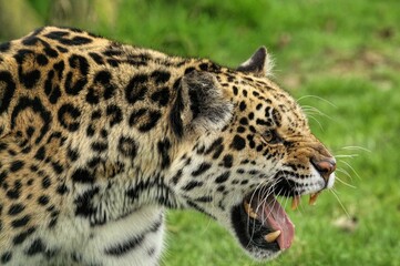 Portrait of a roaring amur leopard - obrazy, fototapety, plakaty